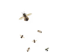 Bienen